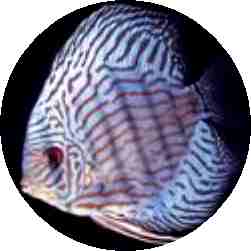 Royal Blue Tiger Discus Fish 2 Inch